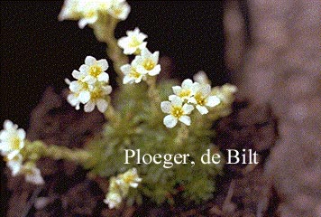 Saxifraga apiculata 'Alba' Saxifraga apiculata 'Alba'