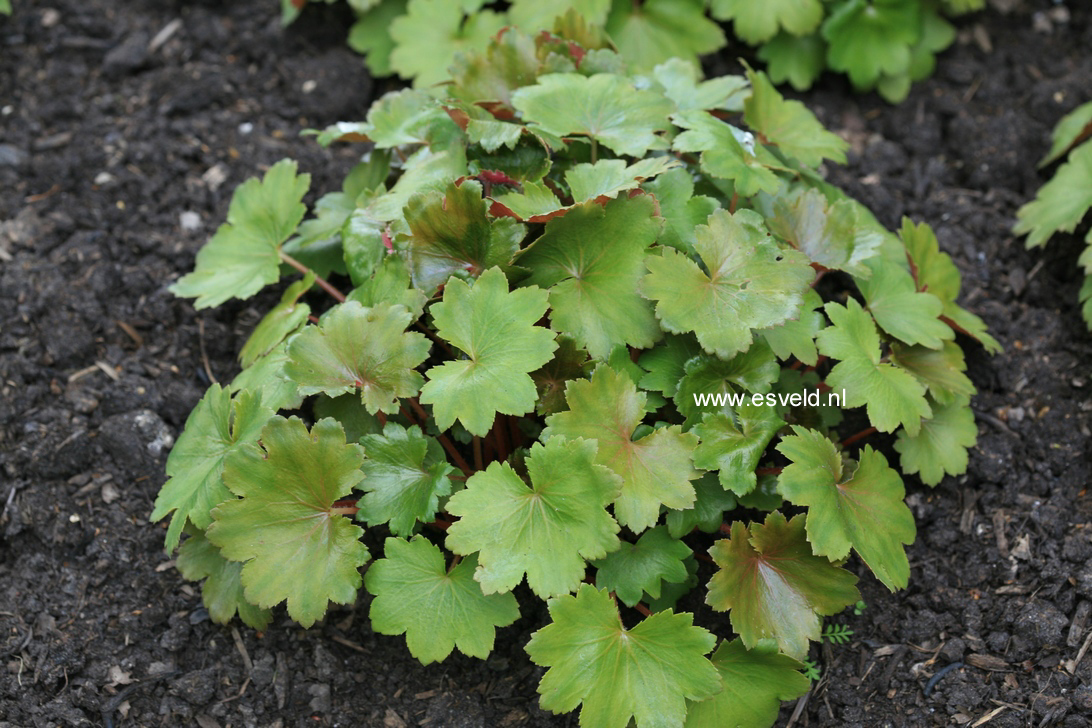 Saxifraga cortusifolia var. fortunei