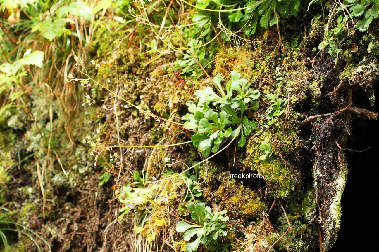 Saxifraga cuneifolia