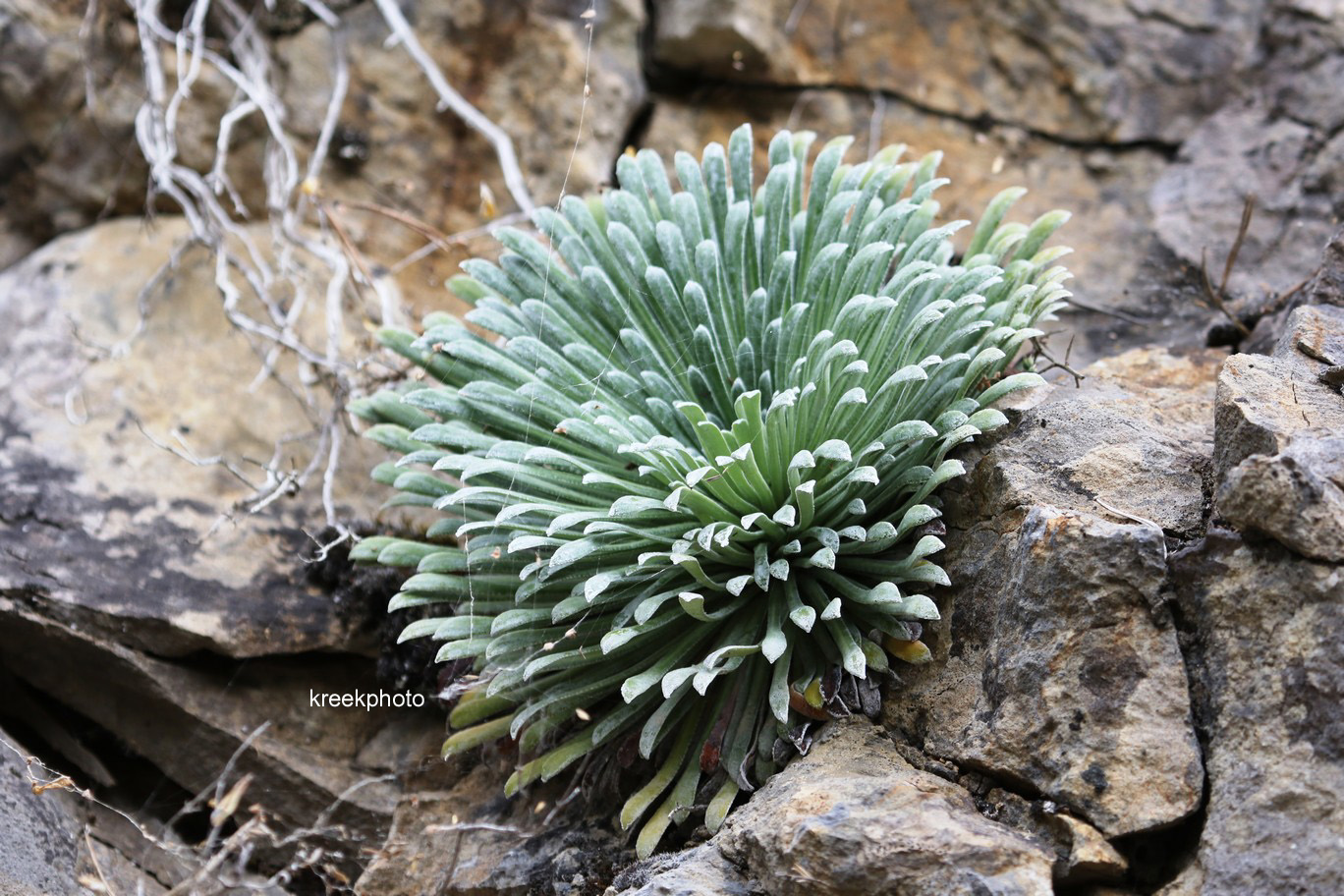 Saxifraga longifolia