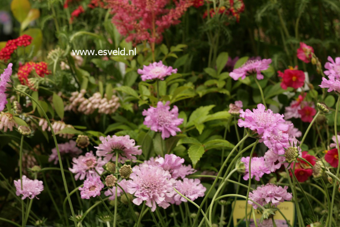 Scabiosa columbaria 'Pink Mist'