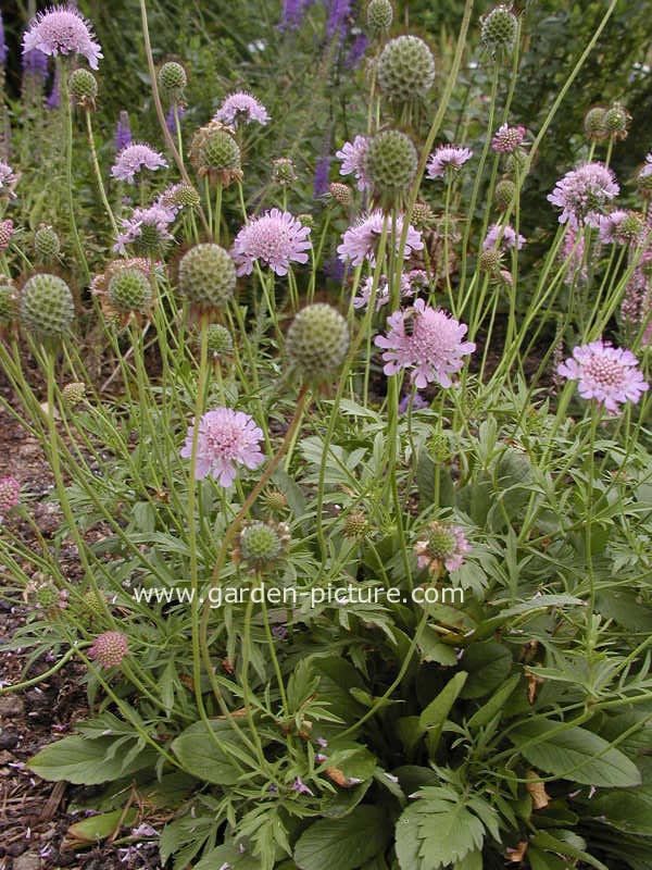 Scabiosa lucida