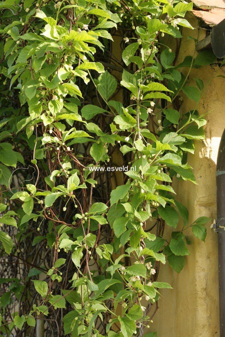 Schisandra chinensis