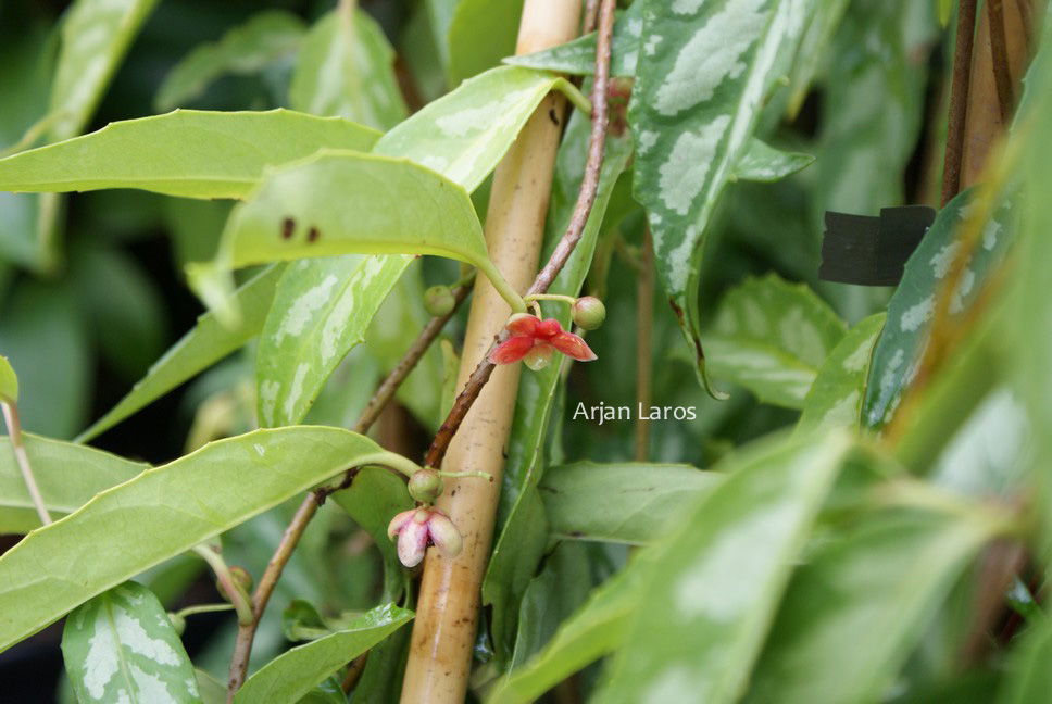 Schisandra propinqua