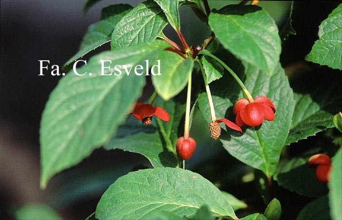 Schisandra rubriflora