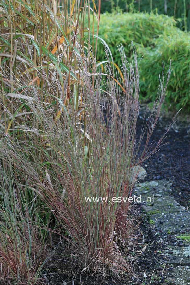 Schizachyrium scoparium 'Prairie Blues' (32423)