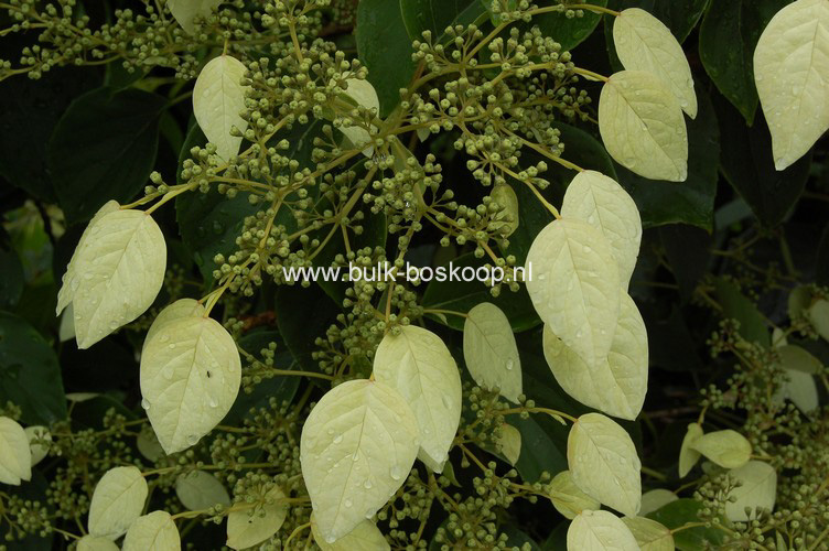 Schizophragma fauriei