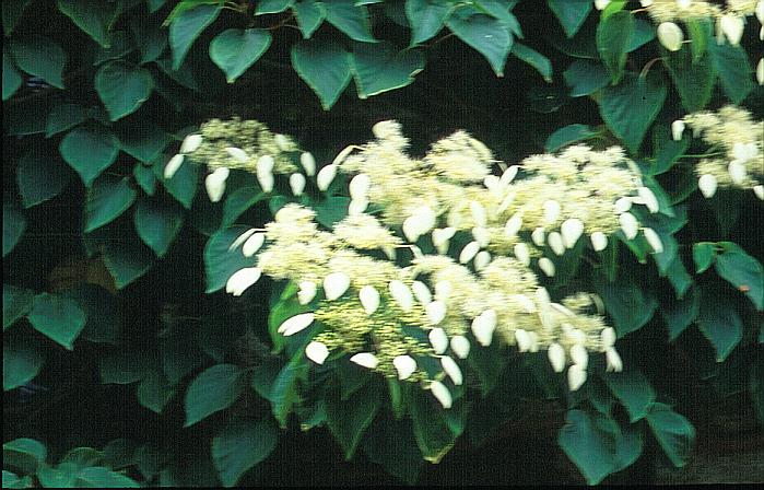 Schizophragma integrifolia var. fauriei