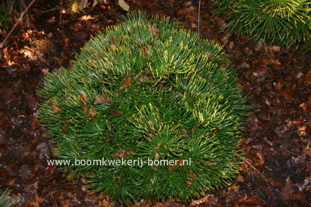 Sciadopitys verticillata 'Feuerwerk' (84291)