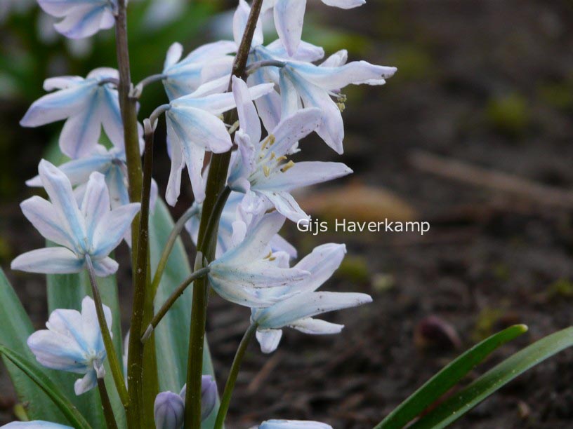 Scilla mischtschenkoana