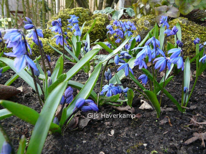 Scilla siberica