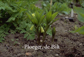 Scopolia carniolica var. hladnikiana Scopolia carniolica var. hladnikiana