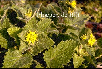 Scrophularia vernalis