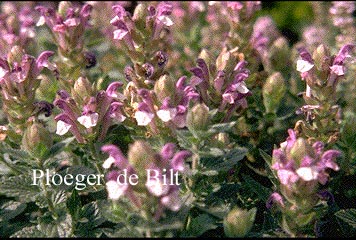 Scutellaria alpina 'Greencourt'