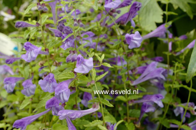 Scutellaria scordiifolia