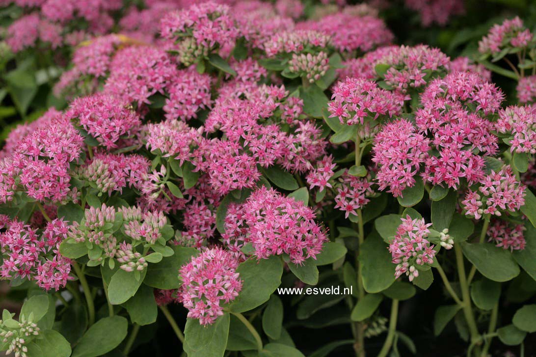 Sedum 'Carl'