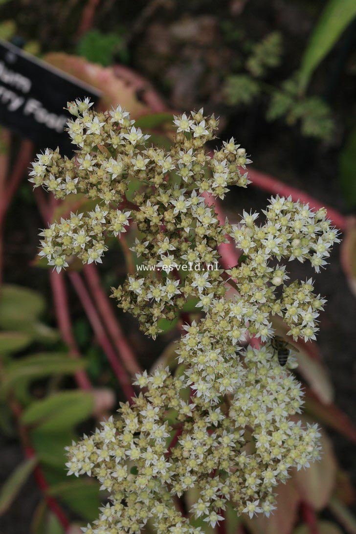 Sedum 'Gooseberry Fool' (35228)