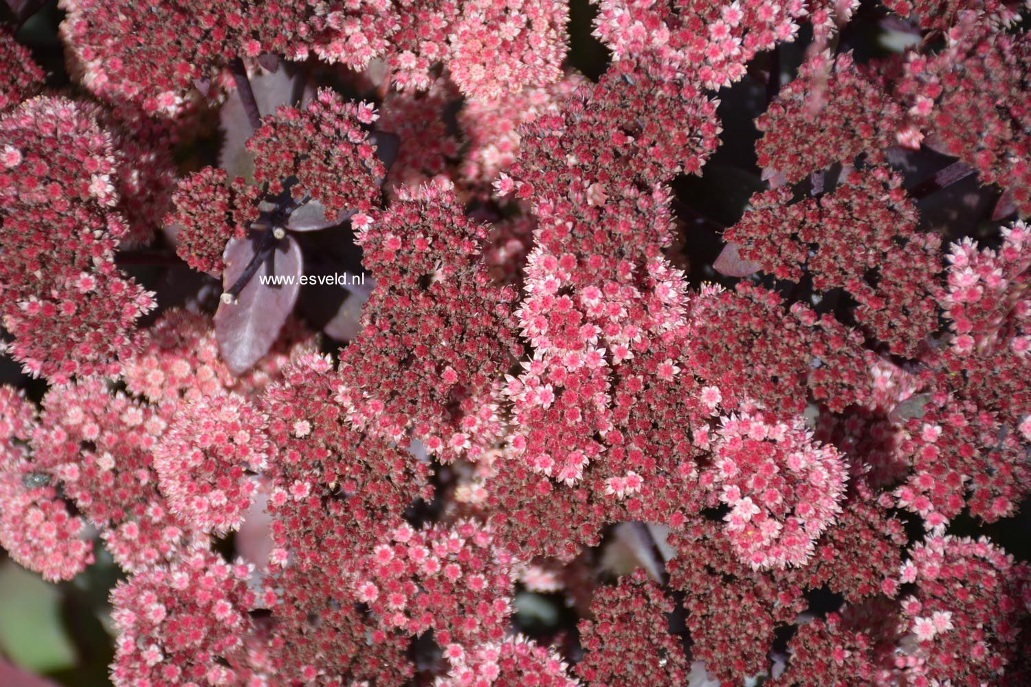 Sedum 'Jose Aubergine'