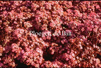 Sedum 'Vera Jameson'