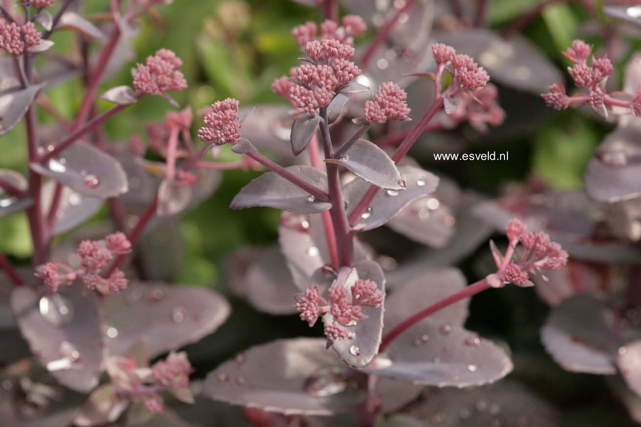 Sedum 'Xenox'