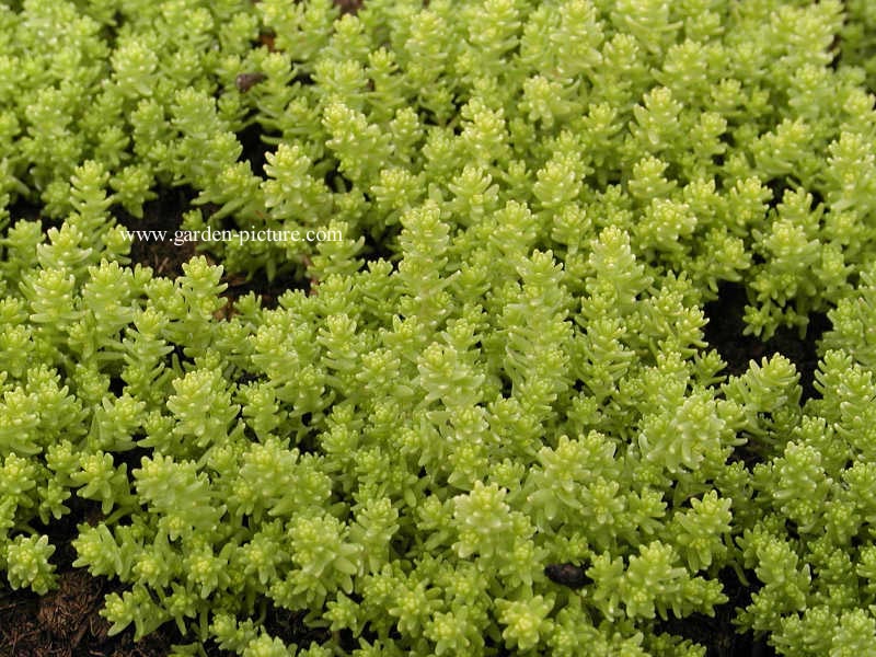 Sedum acre 'Elegans'