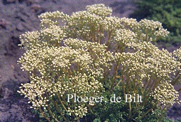 Sedum album 'Chloroticum'