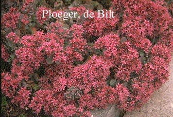 Sedum hidakanum Sedum hidakanum