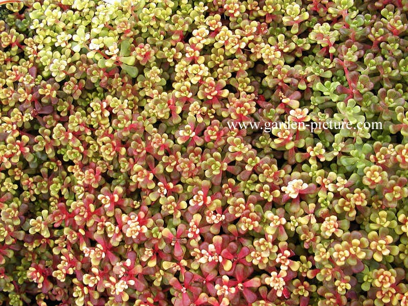 Sedum oreganum Sedum oreganum