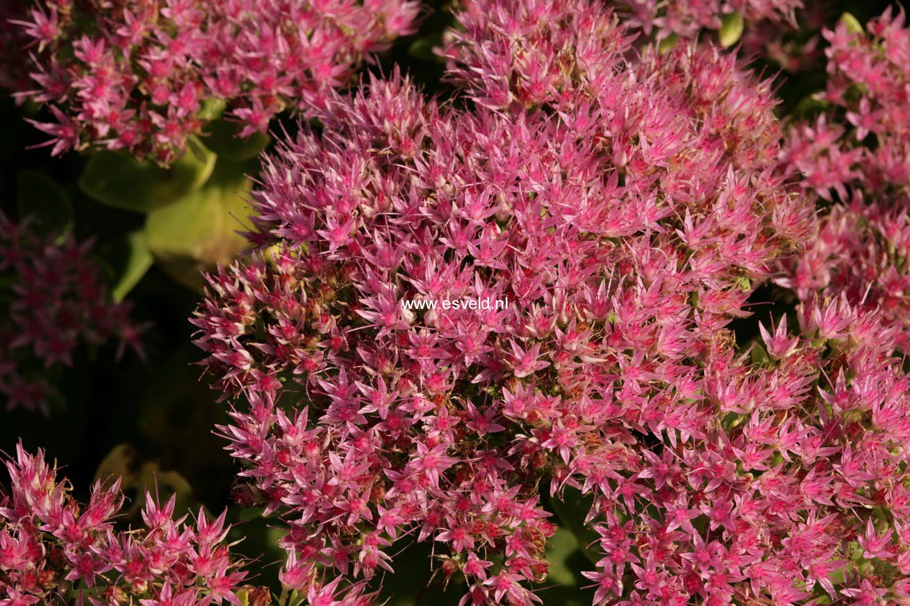 Sedum spectabile 'Septemberglut'