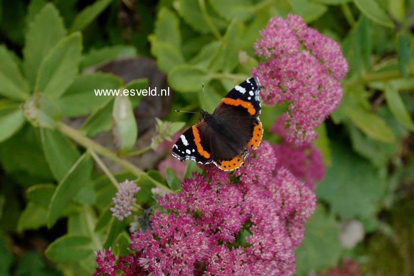Sedum spectabile