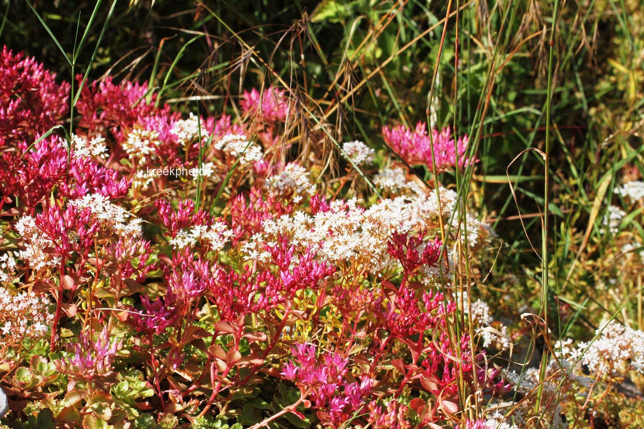 Sedum spurium