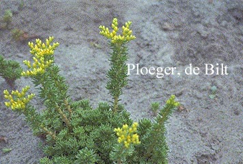 Sedum stenopetalum Sedum stenopetalum