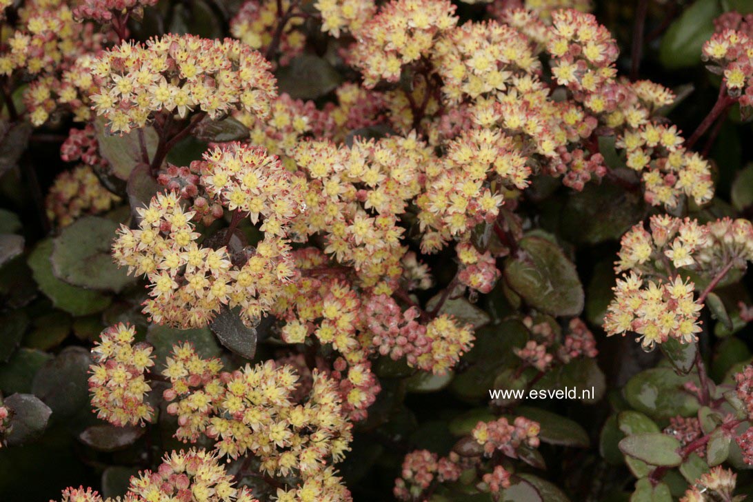 Sedum telephium 'Picolette'
