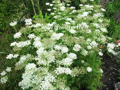 Selinum carvifolia