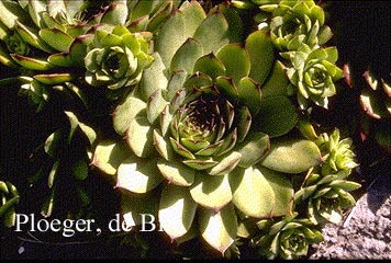 Sempervivum 'Birchmeier'