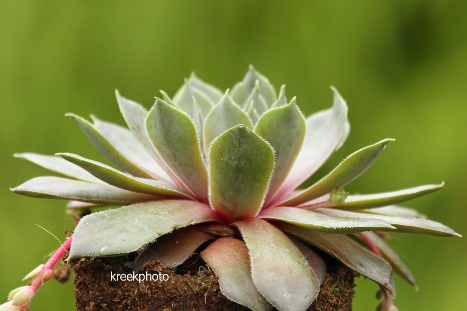 Sempervivum 'Feldmaier' (96621)