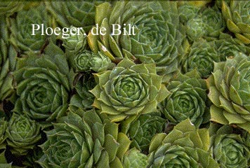Sempervivum 'Lilofee'