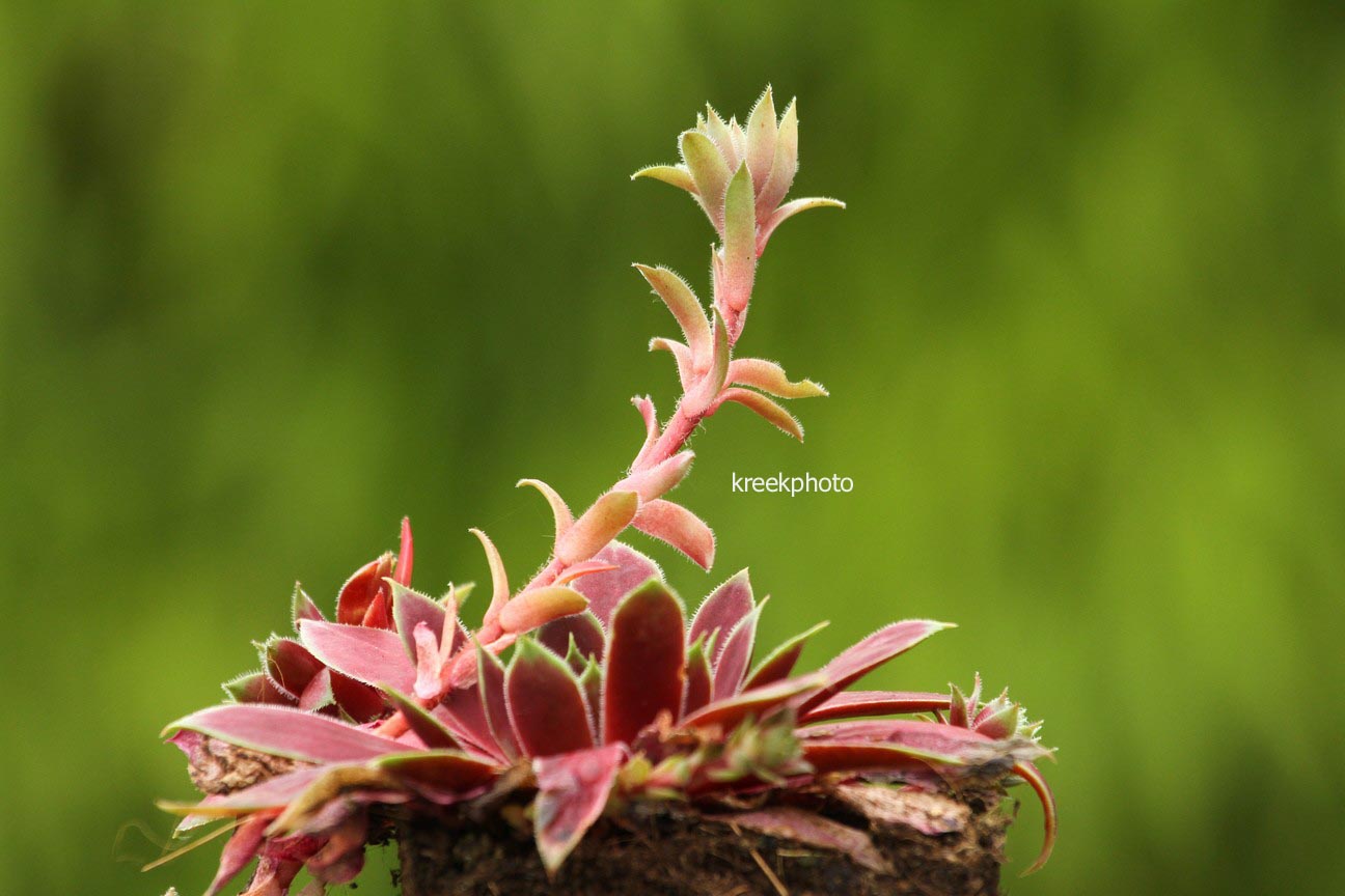 Sempervivum 'Lipari' (96620)