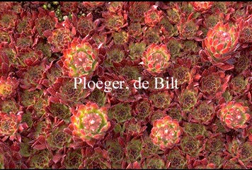 Sempervivum 'Pruhonice'