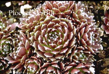 Sempervivum 'Silberkarneol'
