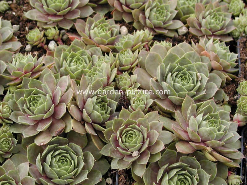 Sempervivum tectorum 'Bicolor'
