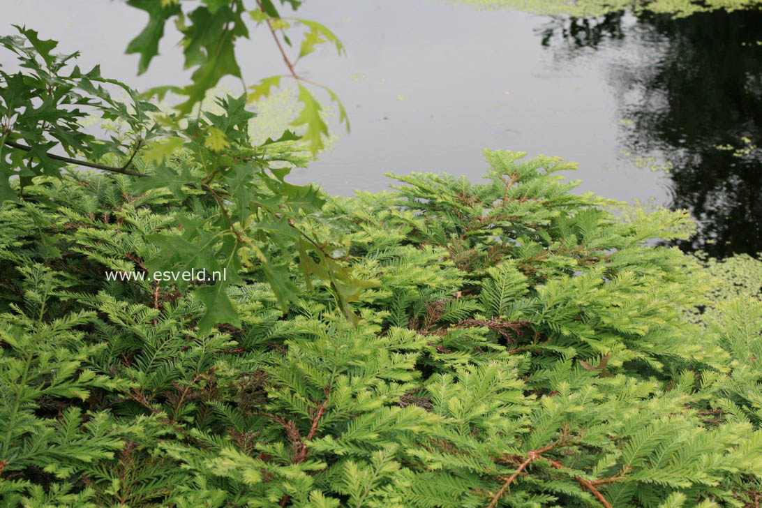 Sequoia sempervirens 'Kelly's Prostrate'