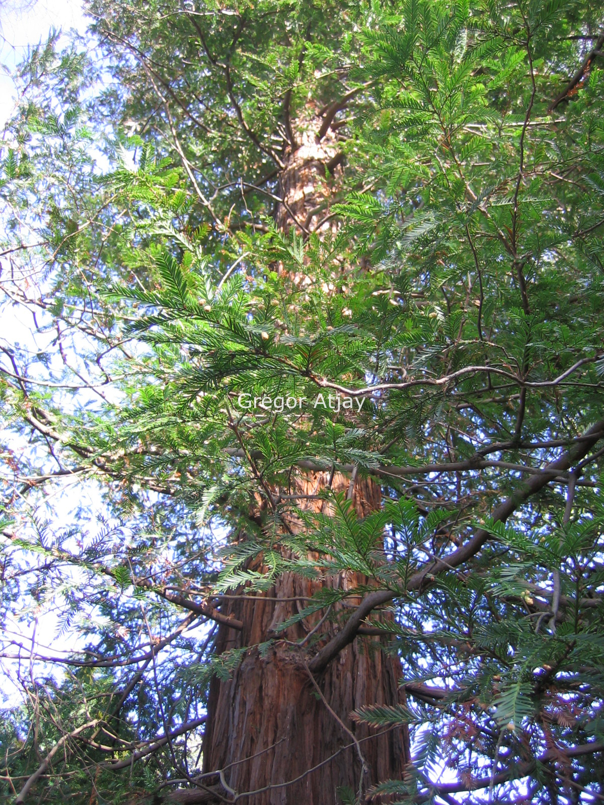 Sequoia sempervirens 'Martin'