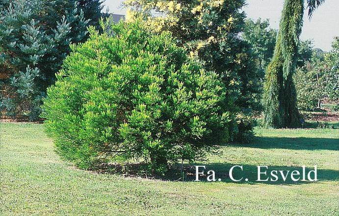 Sequoiadendron giganteum 'Greenpeace'