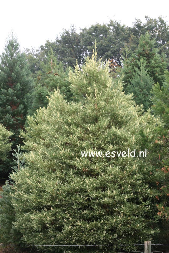 Sequoiadendron giganteum 'Variegatum'
