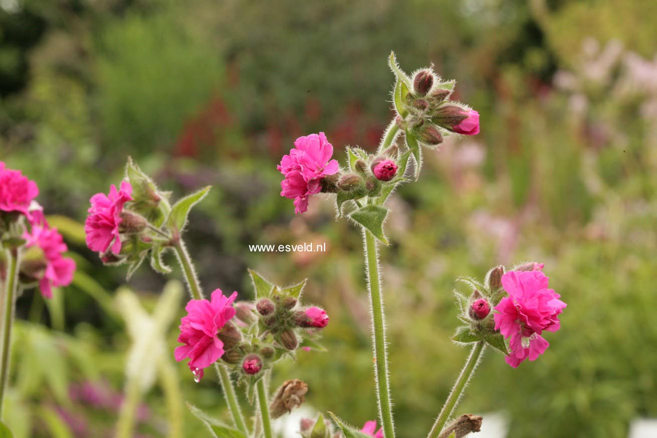 Silene 'Firefly'