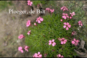 Silene acaulis 'Floribunda'