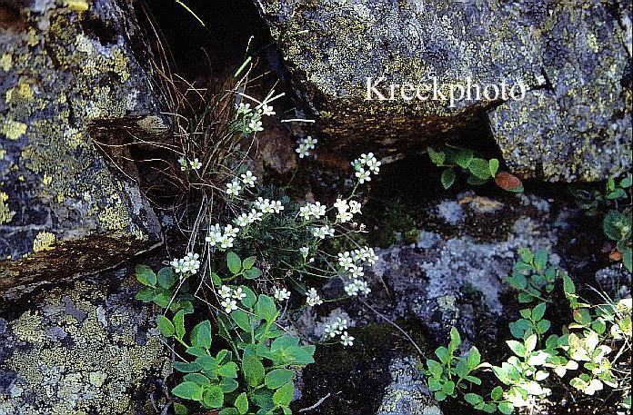 Silene pusilla Silene pusilla