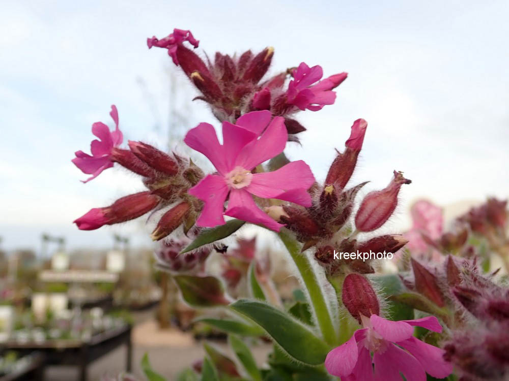 Silene rupestris 'Rollies Favorite'