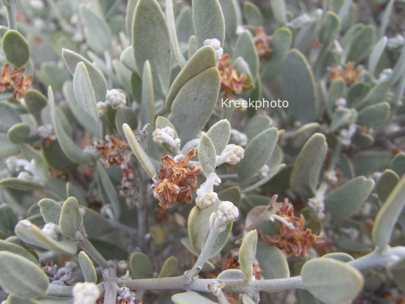 Simmondsia chinensis